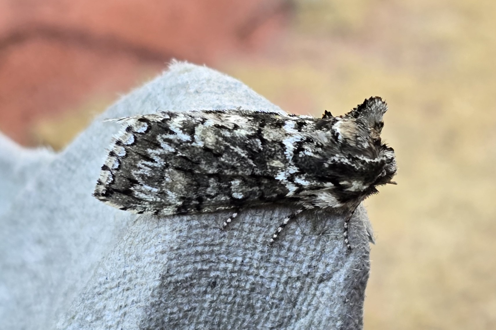 Photo of Frosted Green (Polyploca ridens)